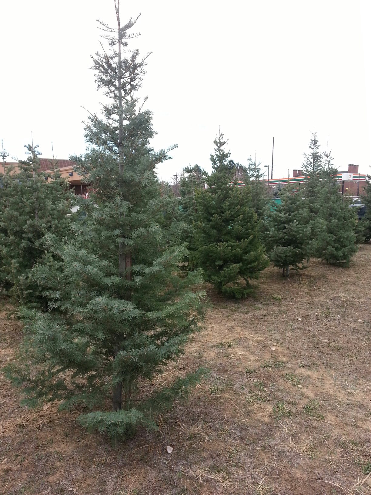 christmas tree sales christmas tree sales
